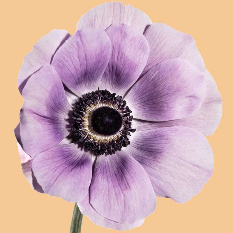 Anemone 'Mistral® Milka'